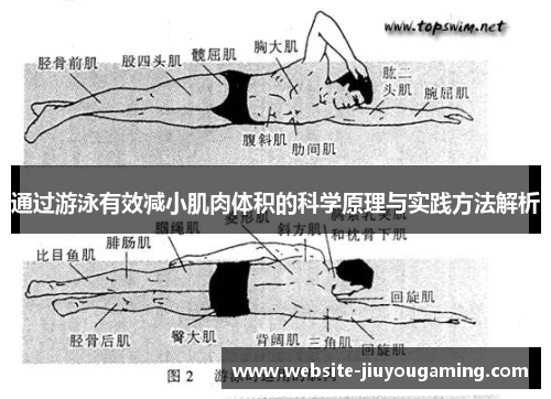 通过游泳有效减小肌肉体积的科学原理与实践方法解析
